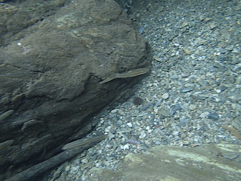 高知シャワークライミングの魚の写真